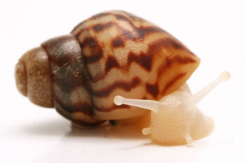 Lissachatina reticulata albino body